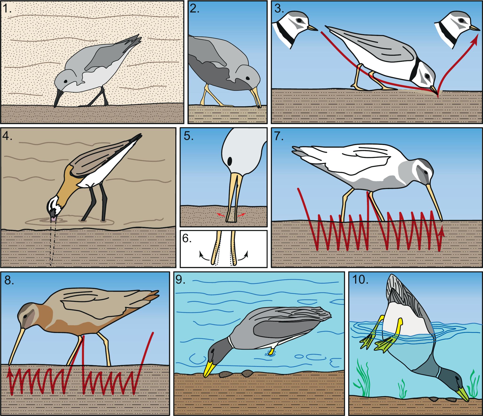 Marginal Bird Biogenic structures produced by foraging birds in marginal marine and ...