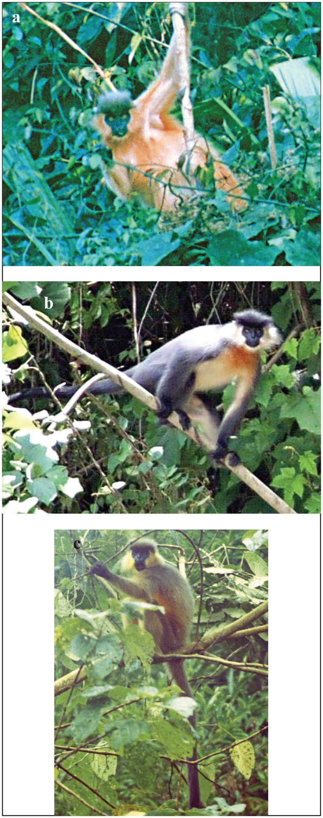 Distribution and Current Status of the Capped Langur Trachypithecus pileatus in India, and a Review of Geographic Variation in its Subspecies