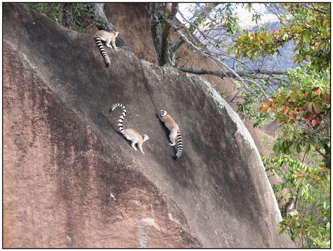 The Community Reserve in Madagascar Where Locals and Lemurs Thrive