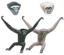 IBC Mutant Primates #1169, IBC Mutant Primates