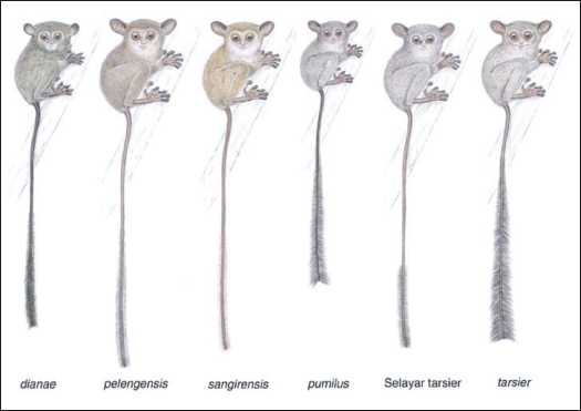 Tarsius Tumpara A New Tarsier Species From Siau Island North Sulawesi