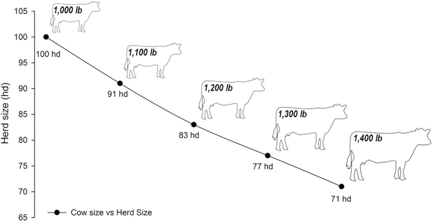 Herd перевод. Cow Sizes. The smallest Cow перевод. Pig Production in Denmark. How to weigh a Cow with suspended Scales.