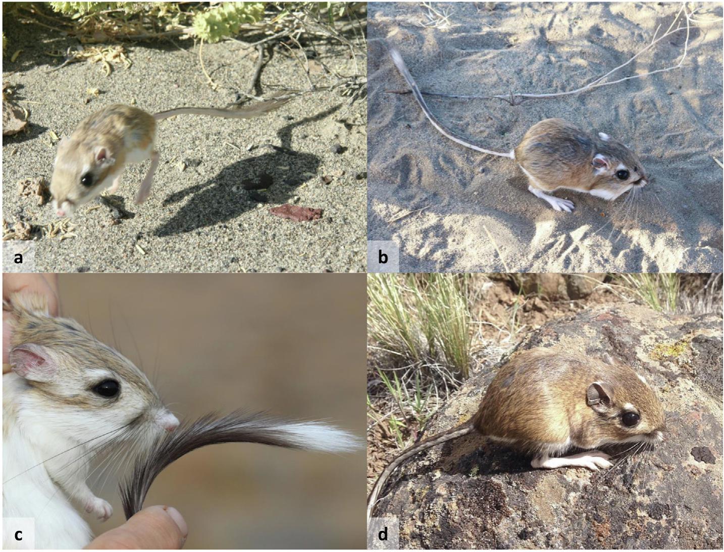 Kangaroo Rats: Ecosystem Engineers On Western Rangelands