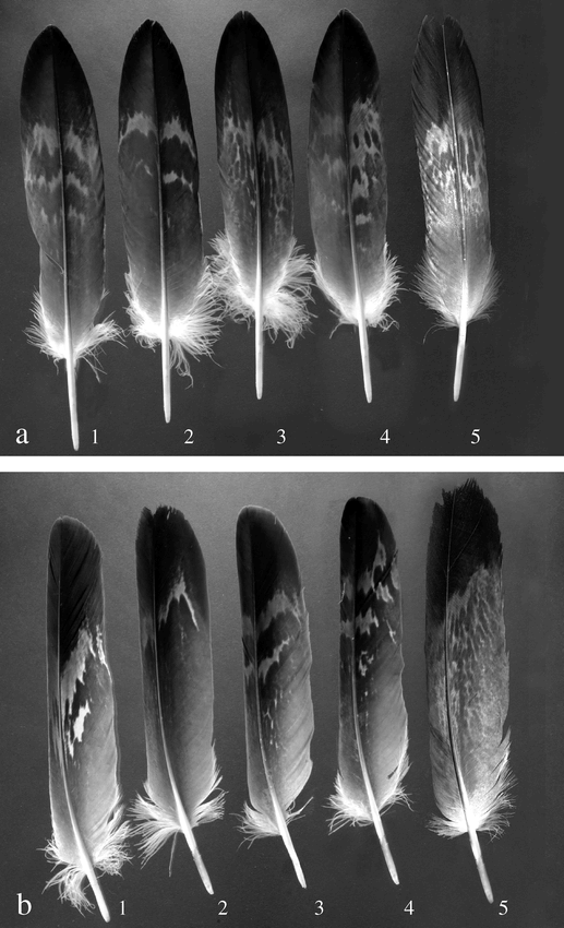 golden eagle feather identification
