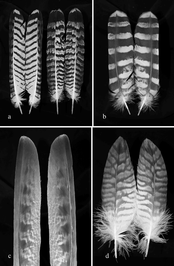 Research sheds light on how patterns form in bird feathers
