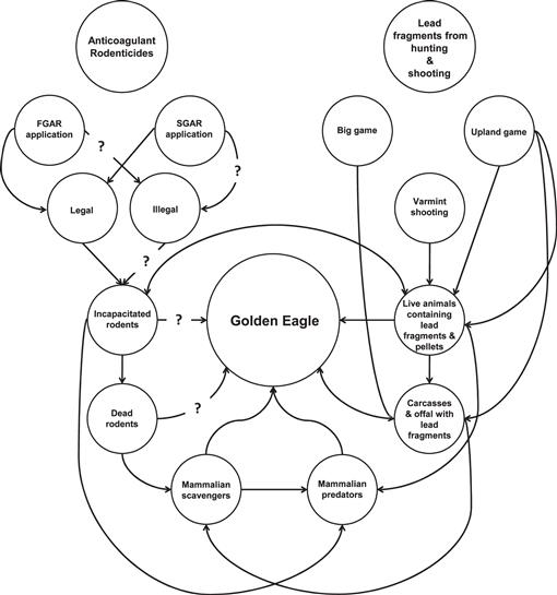 Characterizing Golden Eagle Risk To Lead And Anticoagulant