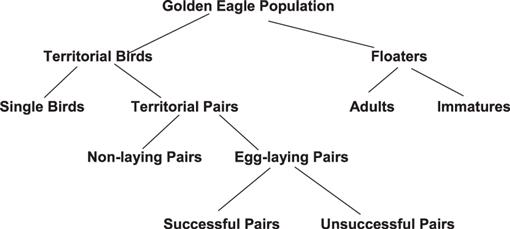 Coming To Terms About Describing Golden Eagle Reproduction