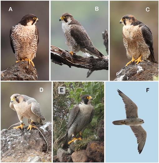 Falconry Threatens Barbary Falcons In The Canary Islands