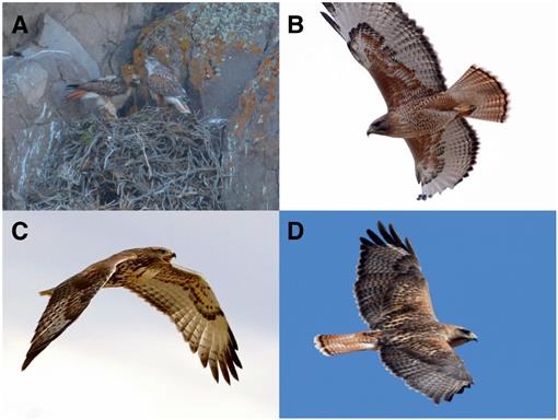 Successful Introgressive Breeding Of A Ferruginous Hawk - 