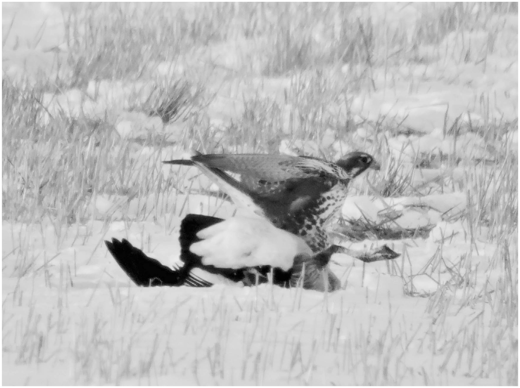 Prairie Falcon Kills Canada Goose