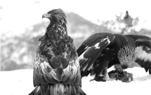 Predefinitive Plumage In The Golden Eagle Aquila Chrysaetos