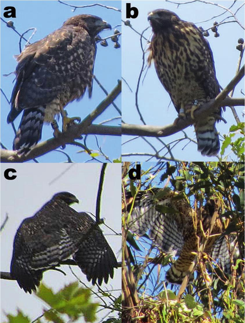 Intergeneric Hybridization of a Vagrant Common Black Hawk and a Red-Shouldered Hawk