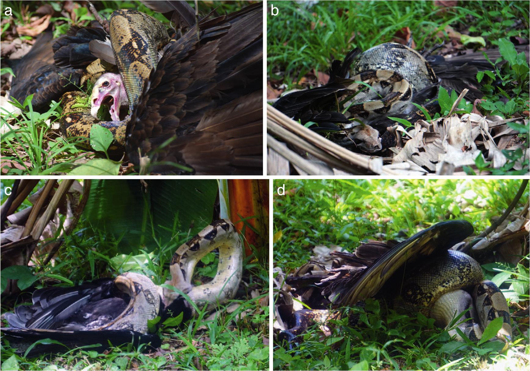 Predation on Turkey Vultures (Cathartes aura): A New Observation 