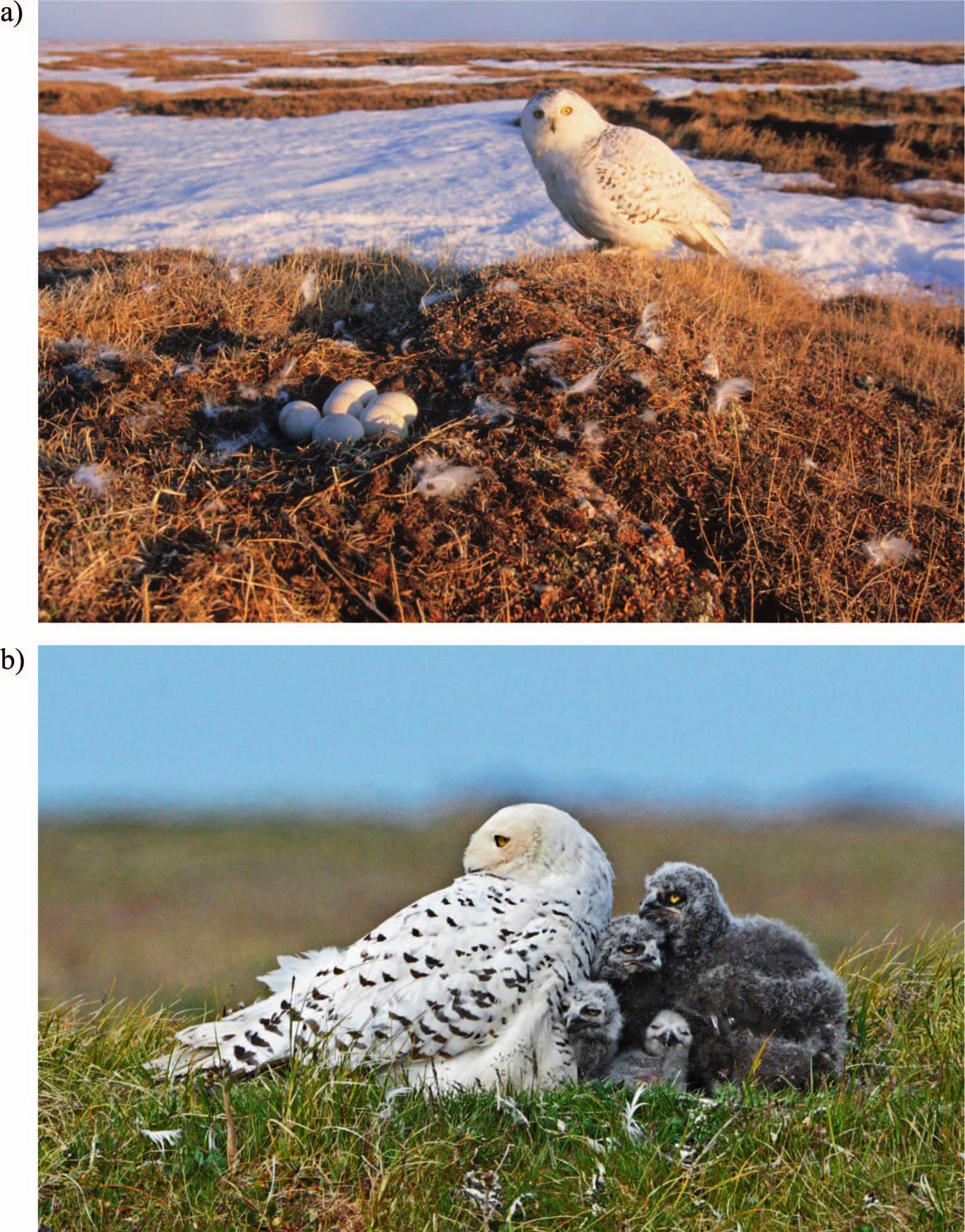 snowy owl nest