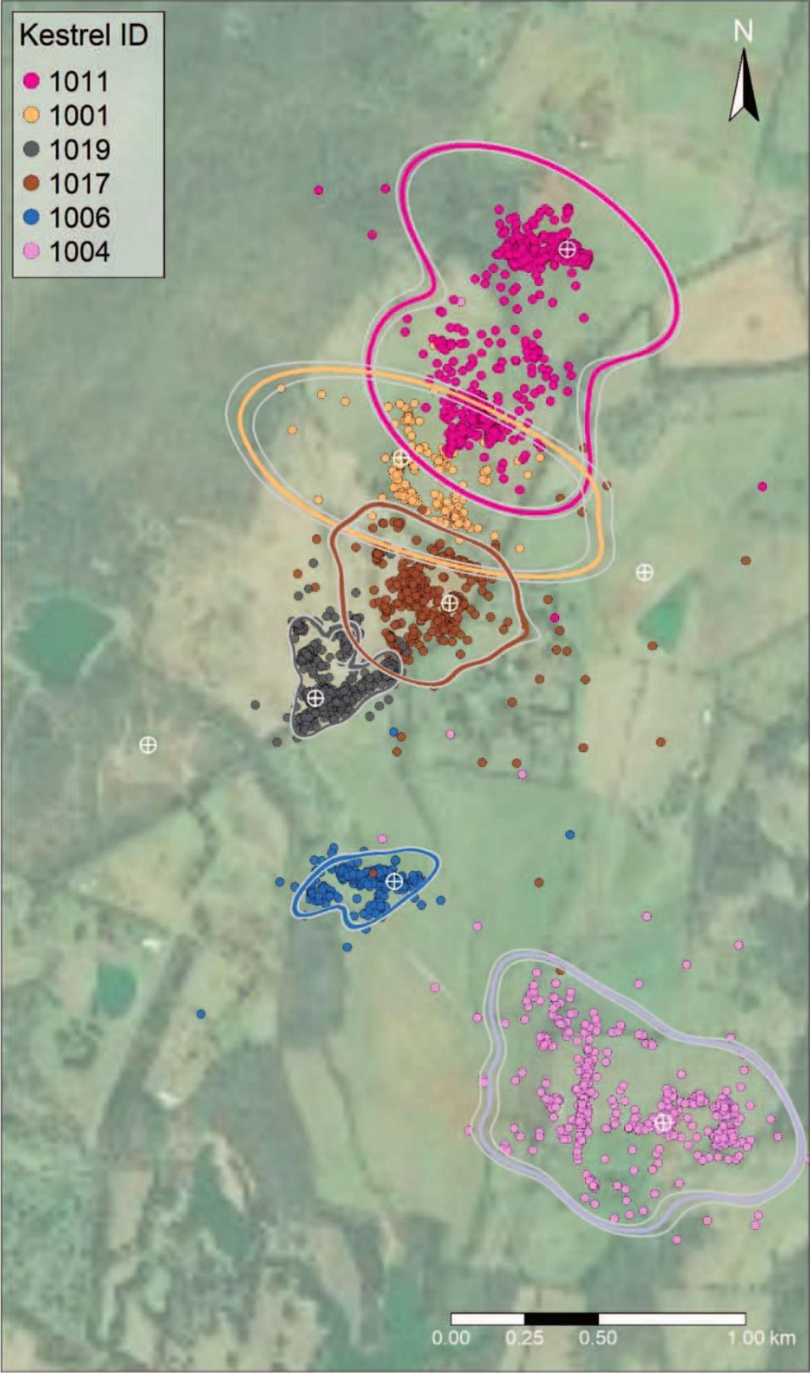 High-resolution GPS Tracking of American Kestrels Reveals Breeding and  Post-Breeding Ranging Behavior in Northern Virginia, USA