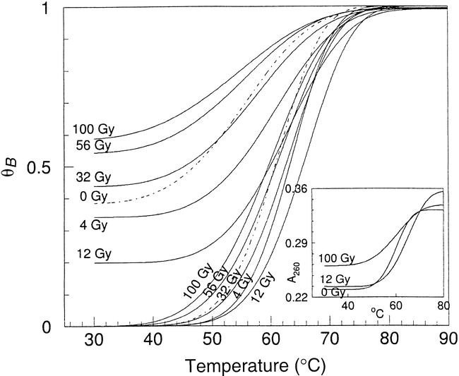 Alpha-Particle-Induced Changes in the Stability and Size of DNA