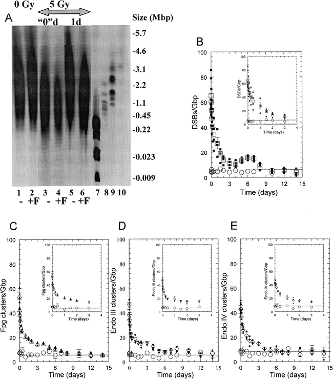 Induction and Processing of Oxidative Clustered DNA Lesions in 56Fe-Ion ...
