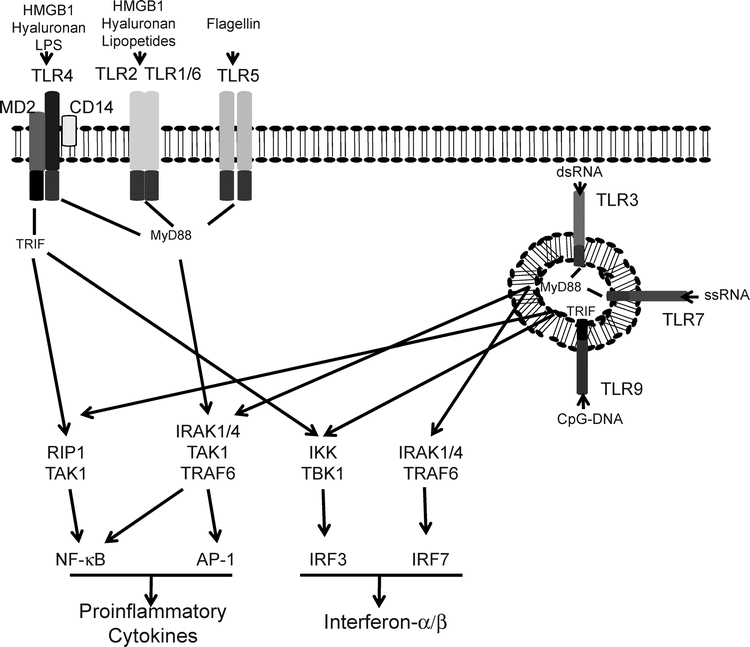 Links Between Innate Immunity And Normal Tissue Radiobiology