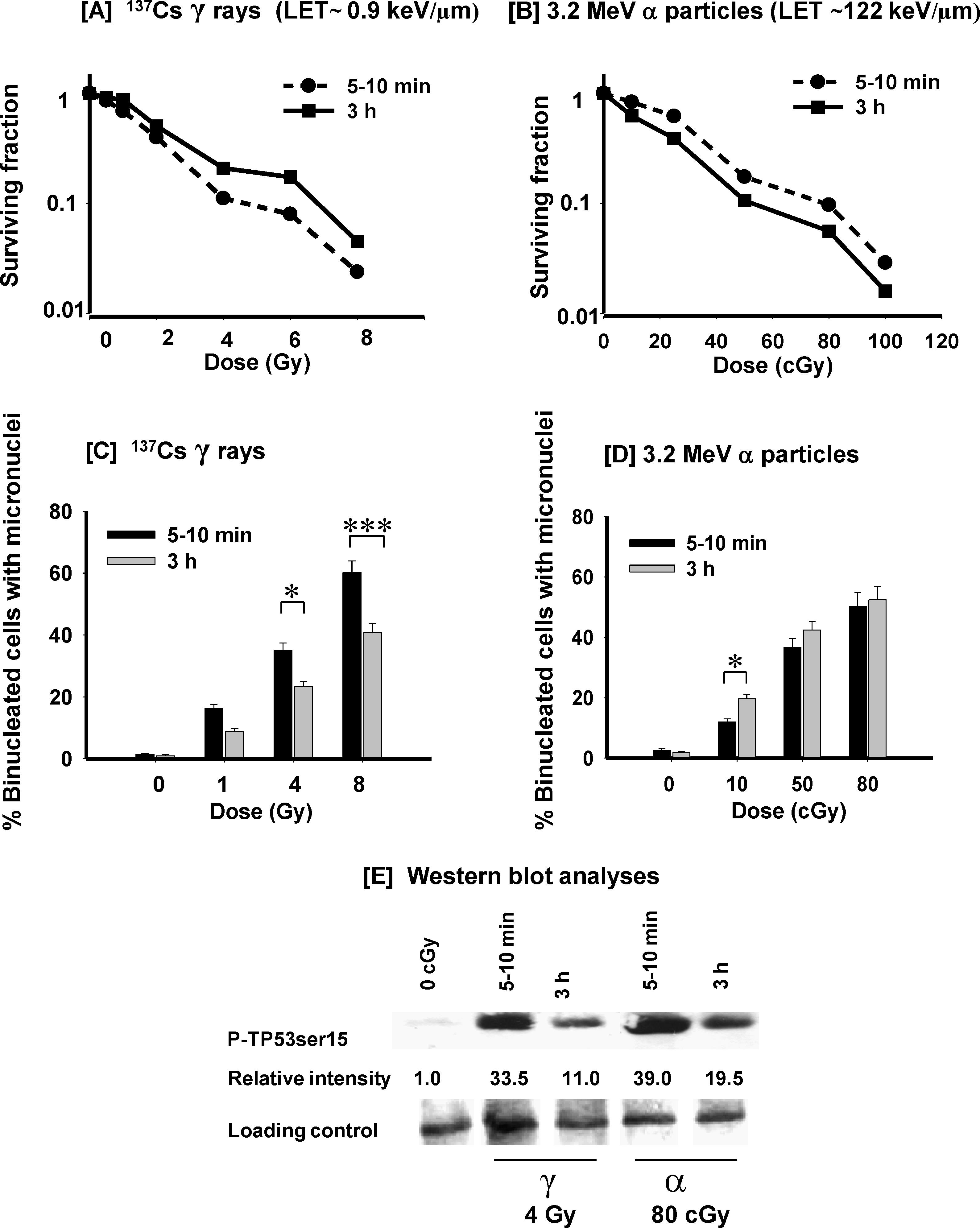 The Role of Gap Junction Communication and Oxidative Stress in the ...