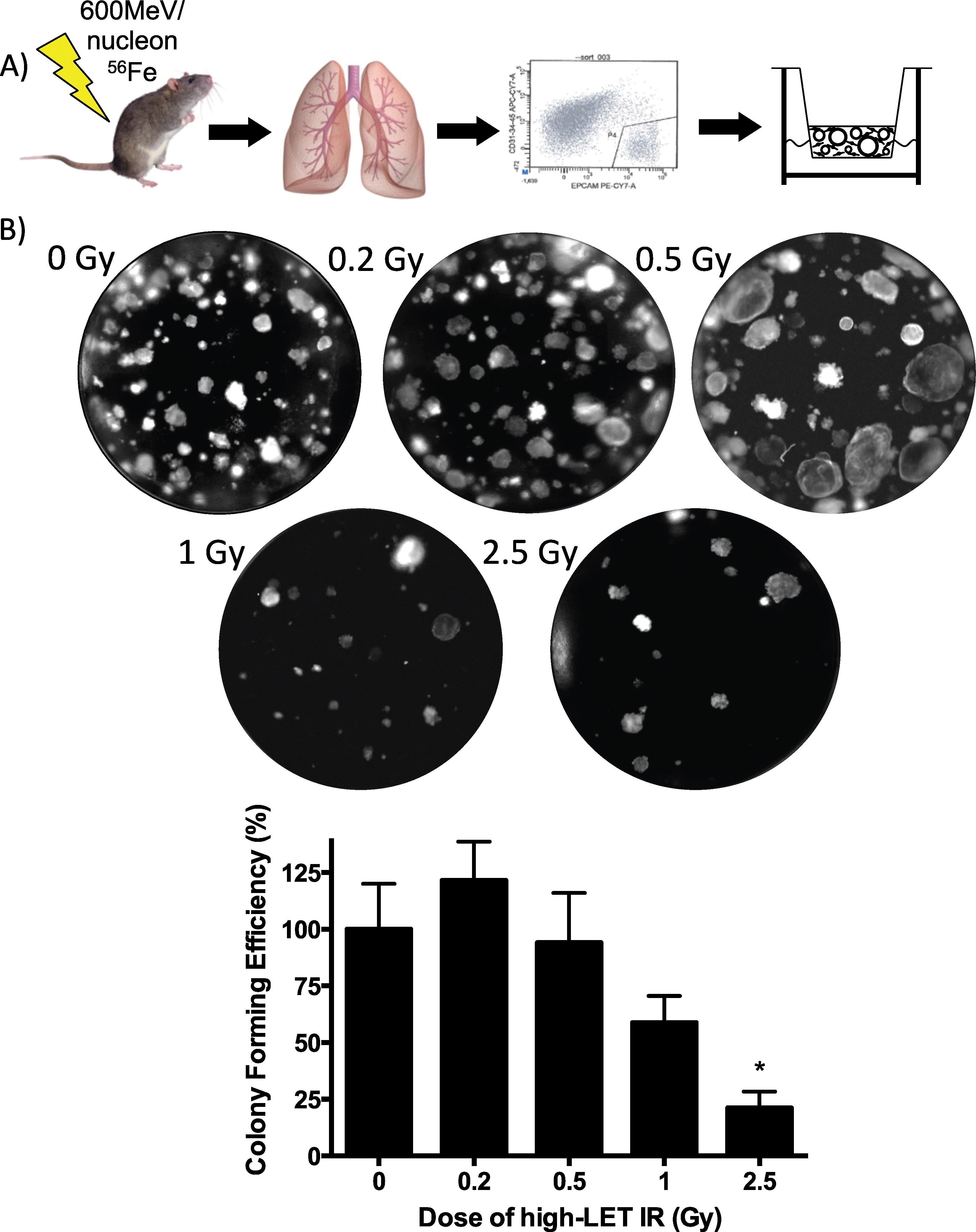 Low And High Let Radiation Drives Clonal Expansion Of Lung Progenitor Cells In Vivo