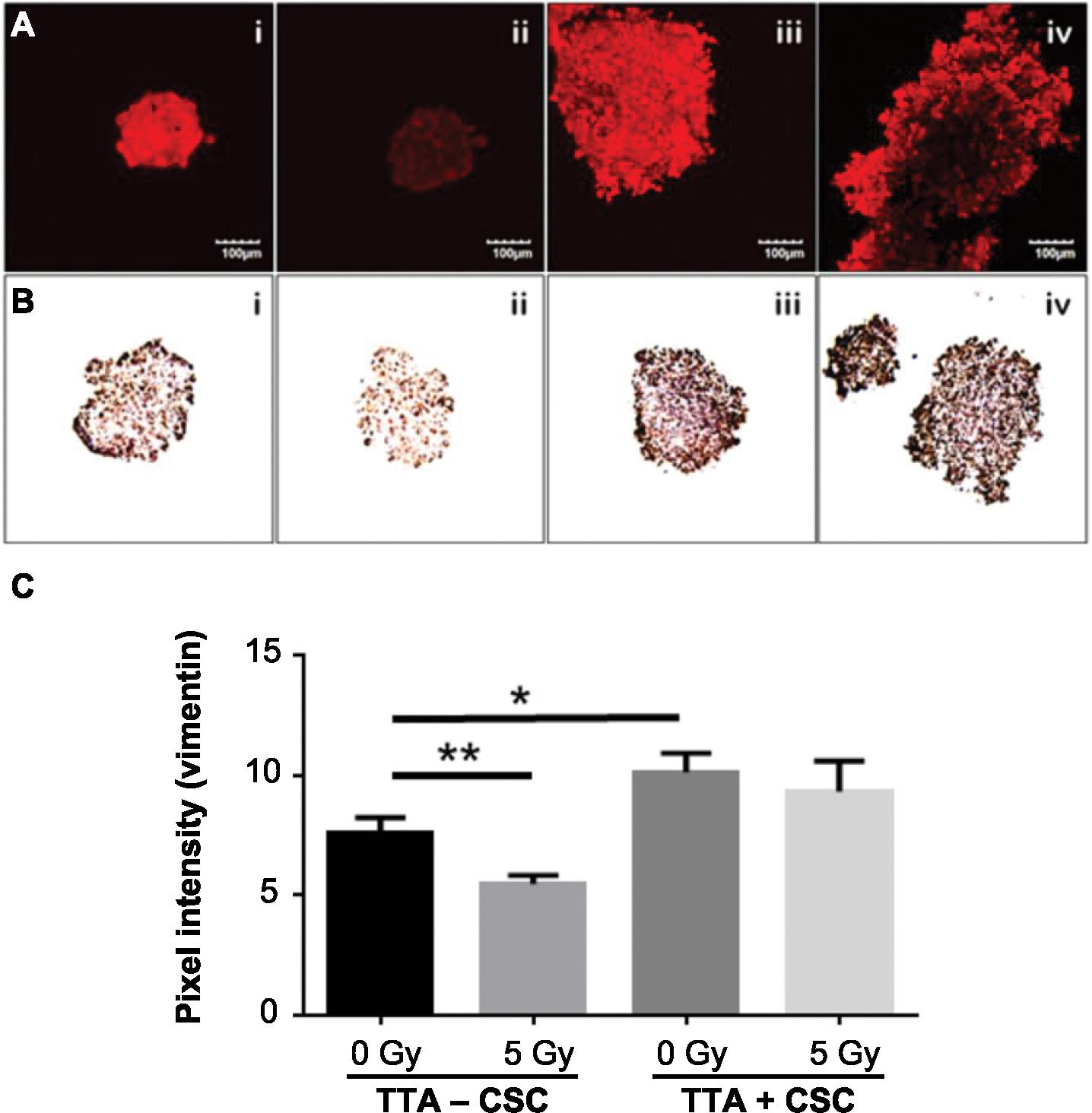 Investigating The Radioresistant Properties Of Lung Cancer Stem Cells In The Context Of The Tumor Microenvironment