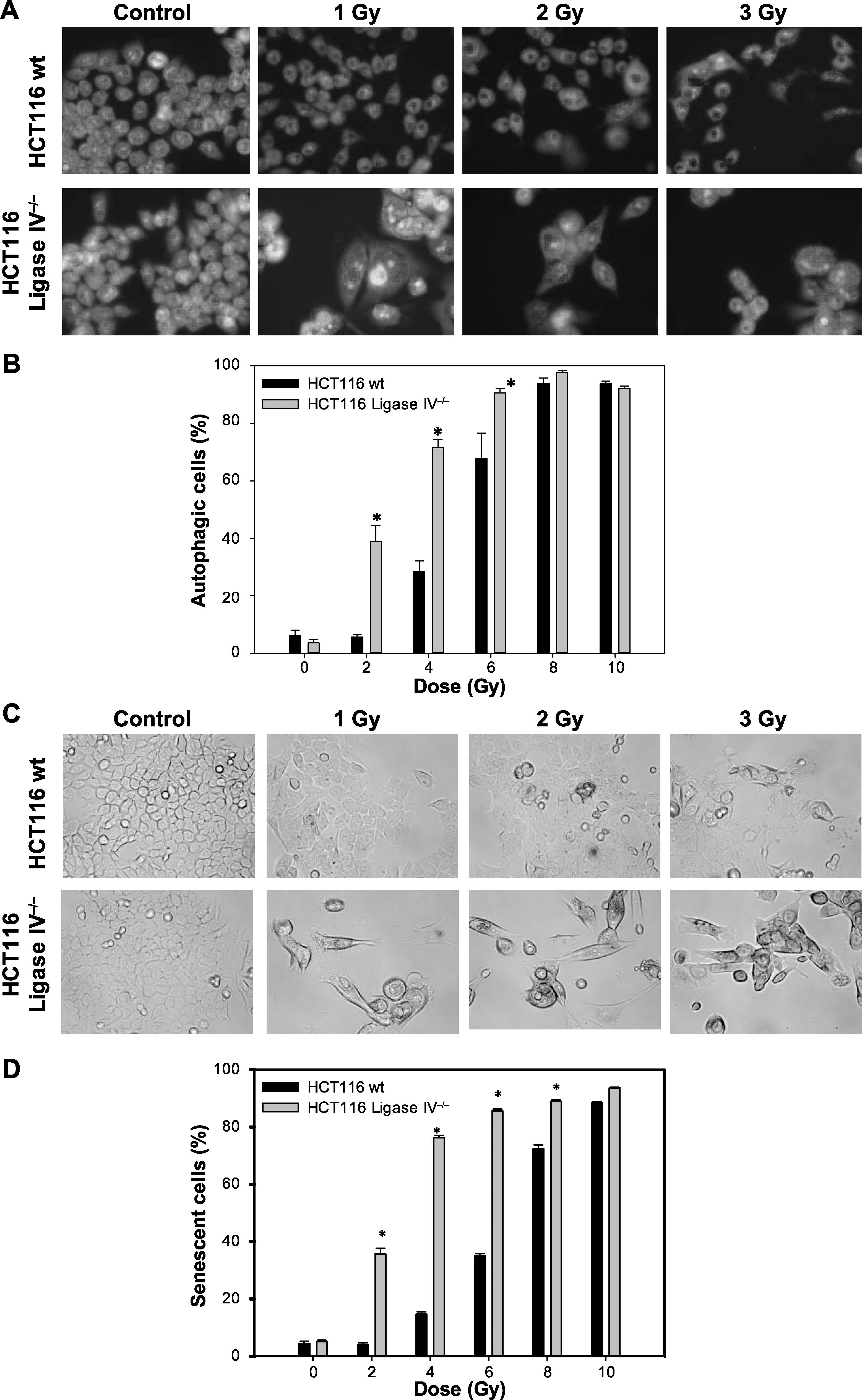 Radiosensitization By Parp Inhibition In Dna Repair Proficient And Deficient Tumor Cells Proliferative Recovery In Senescent Cells