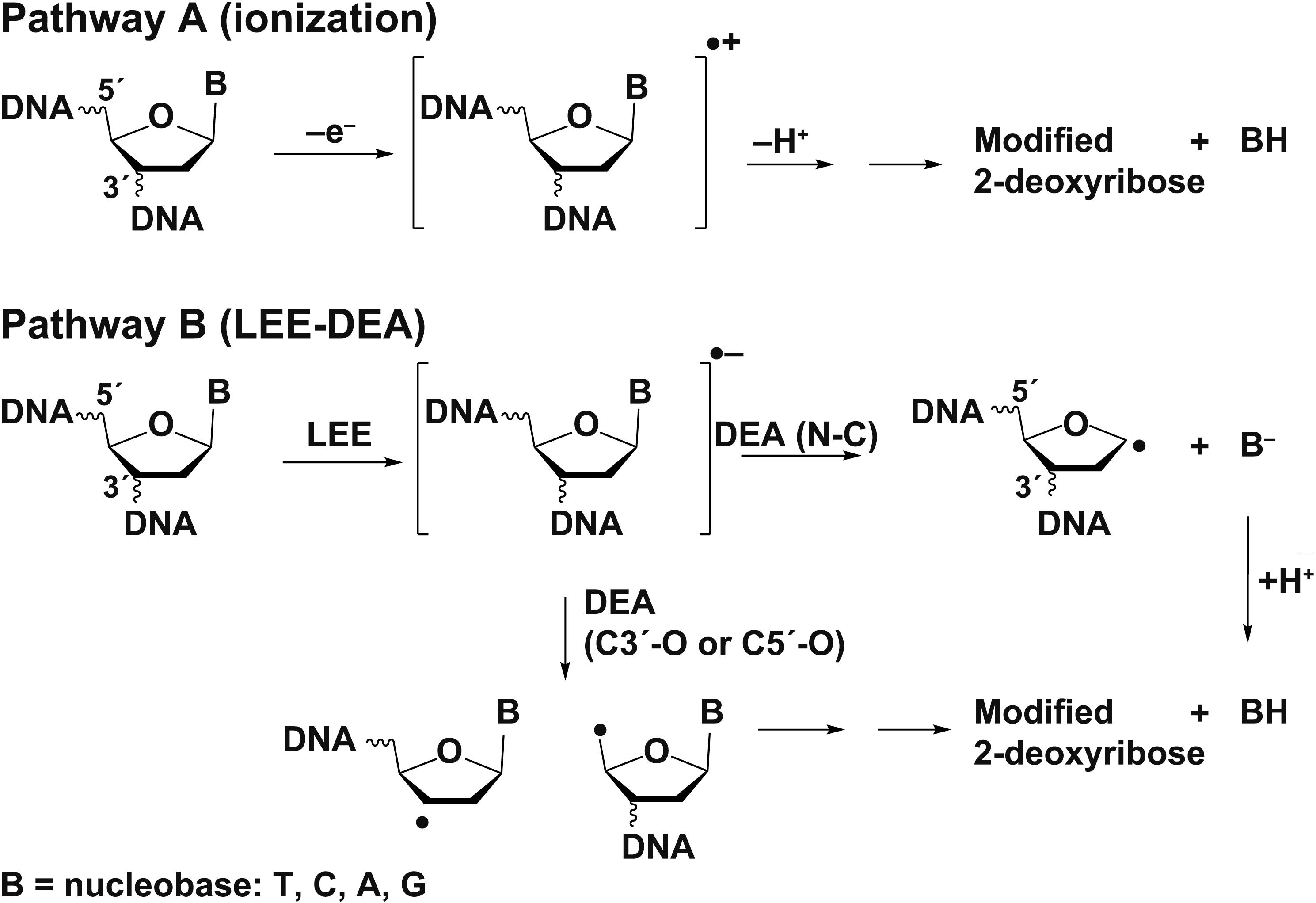 Base Release And Modification In Solid Phase Dna Exposed To Low Energy Electrons