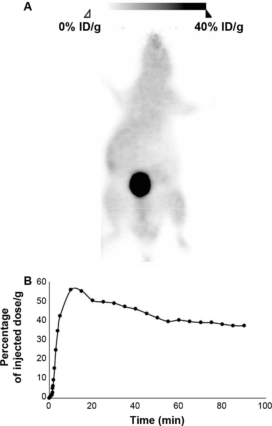 New Radiation Dosimetry Estimates For 18f Flt Based On Voxelized Phantoms