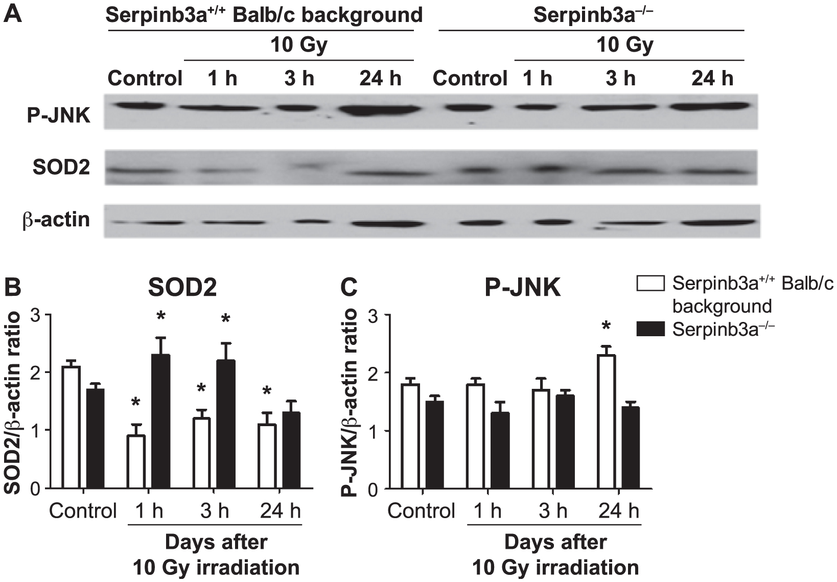 Radioresistance Of Serpinb3a Mice And Derived Hematopoietic And Marrow Stromal Cell Lines