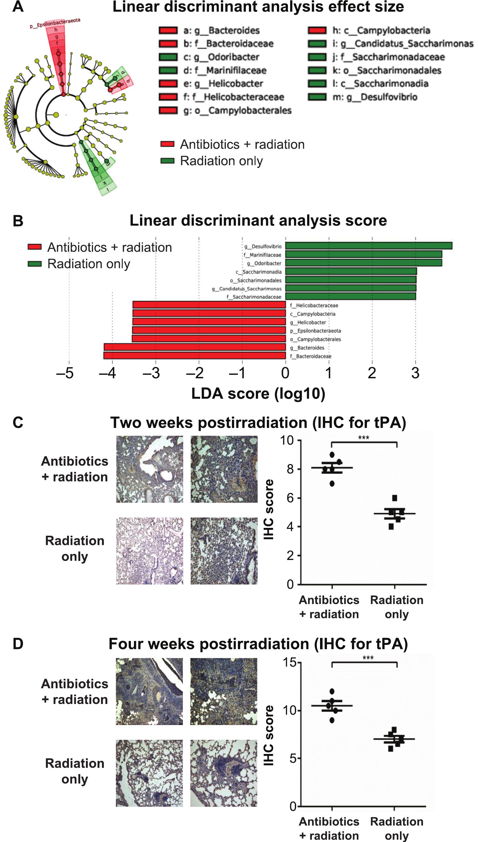 The Intestinal Microbiota Plays As A Protective Regulator Against Radiation Pneumonitis