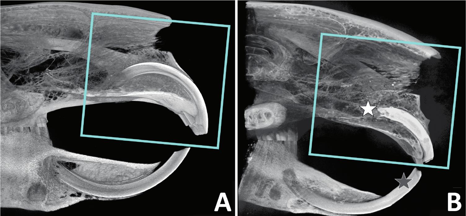 Tolerance of Normal Rabbit Facial Bones and Teeth to Synchrotron X-Ray  Microbeam Irradiation