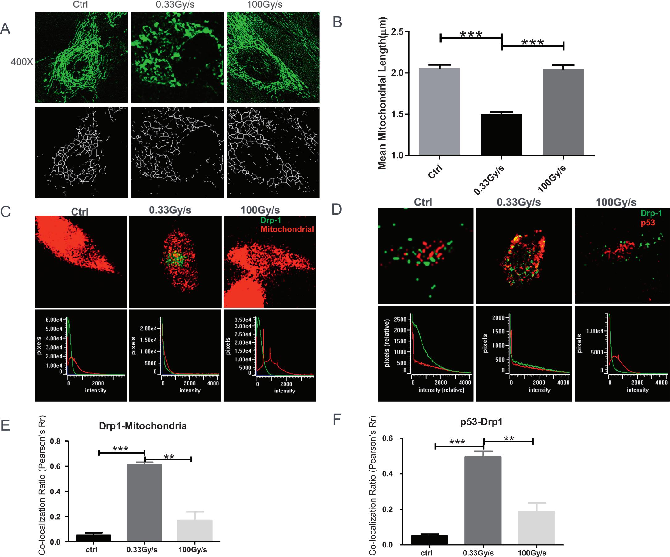 Mitochondrial Damage Response and Fate of Normal Cells Exposed to FLASH ...