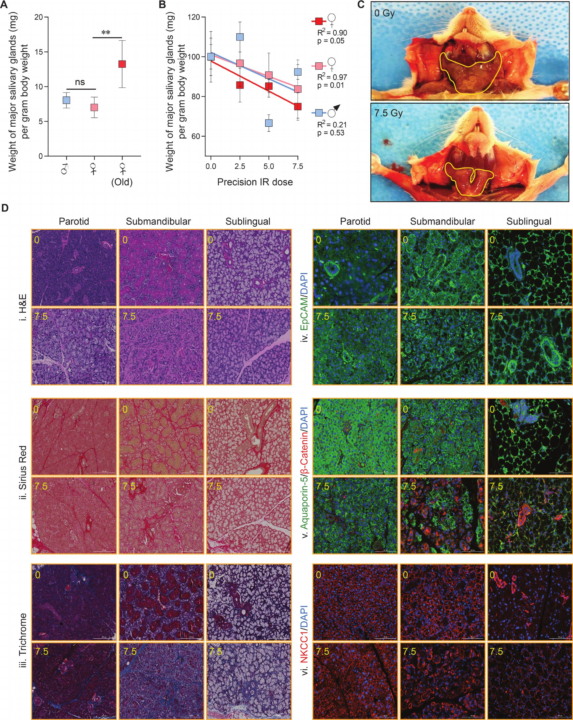 Characterization of Transgenic NSG-SGM3 Mouse Model of Precision ...