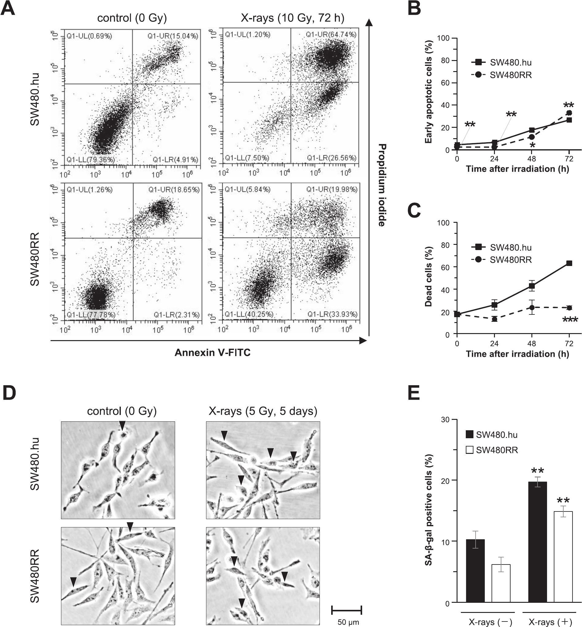 Mechanism of the Radioresistant Colorectal Cancer Cell Line SW480RR ...
