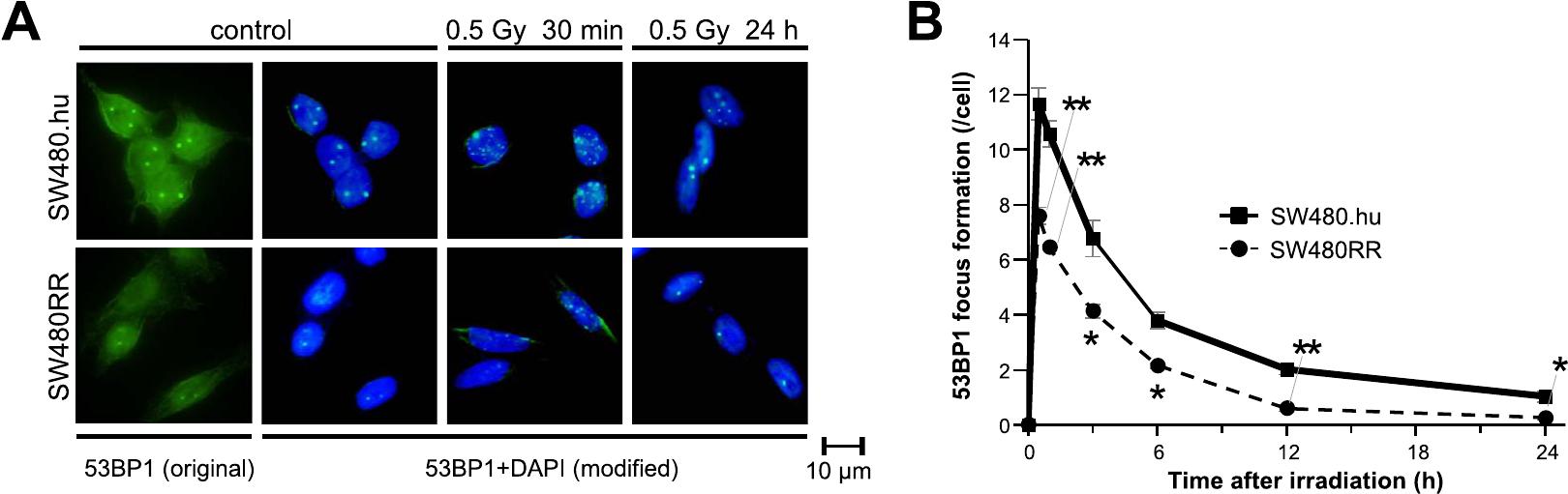 Mechanism of the Radioresistant Colorectal Cancer Cell Line SW480RR ...