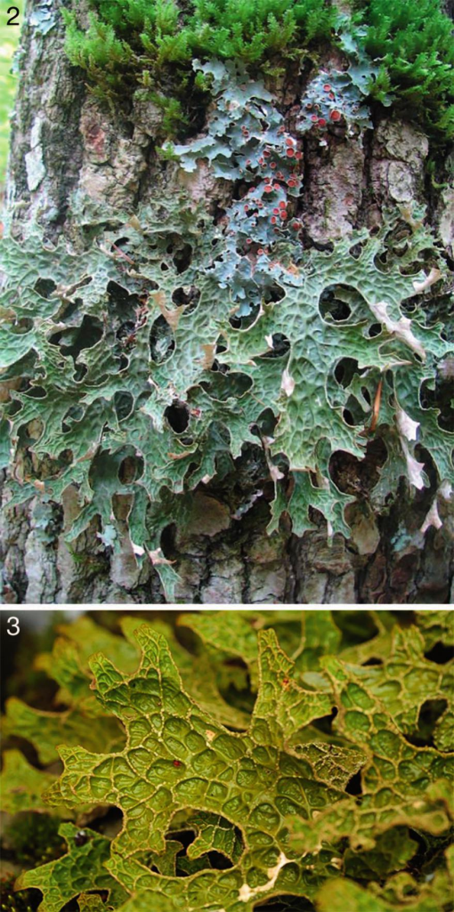 Sustainably Harvested Green Shield Lichen Moss Dried Moss on Bark