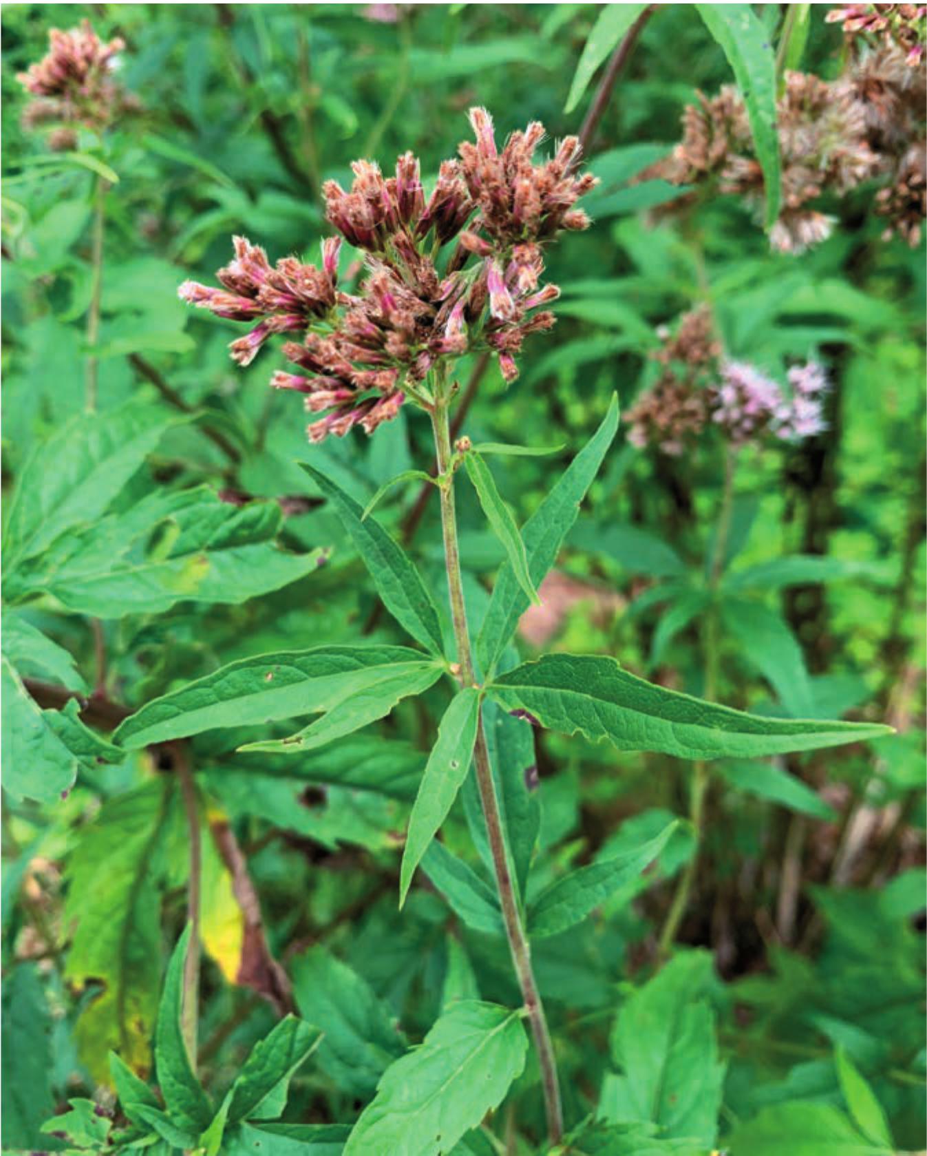 Eupatorium Cannabinum