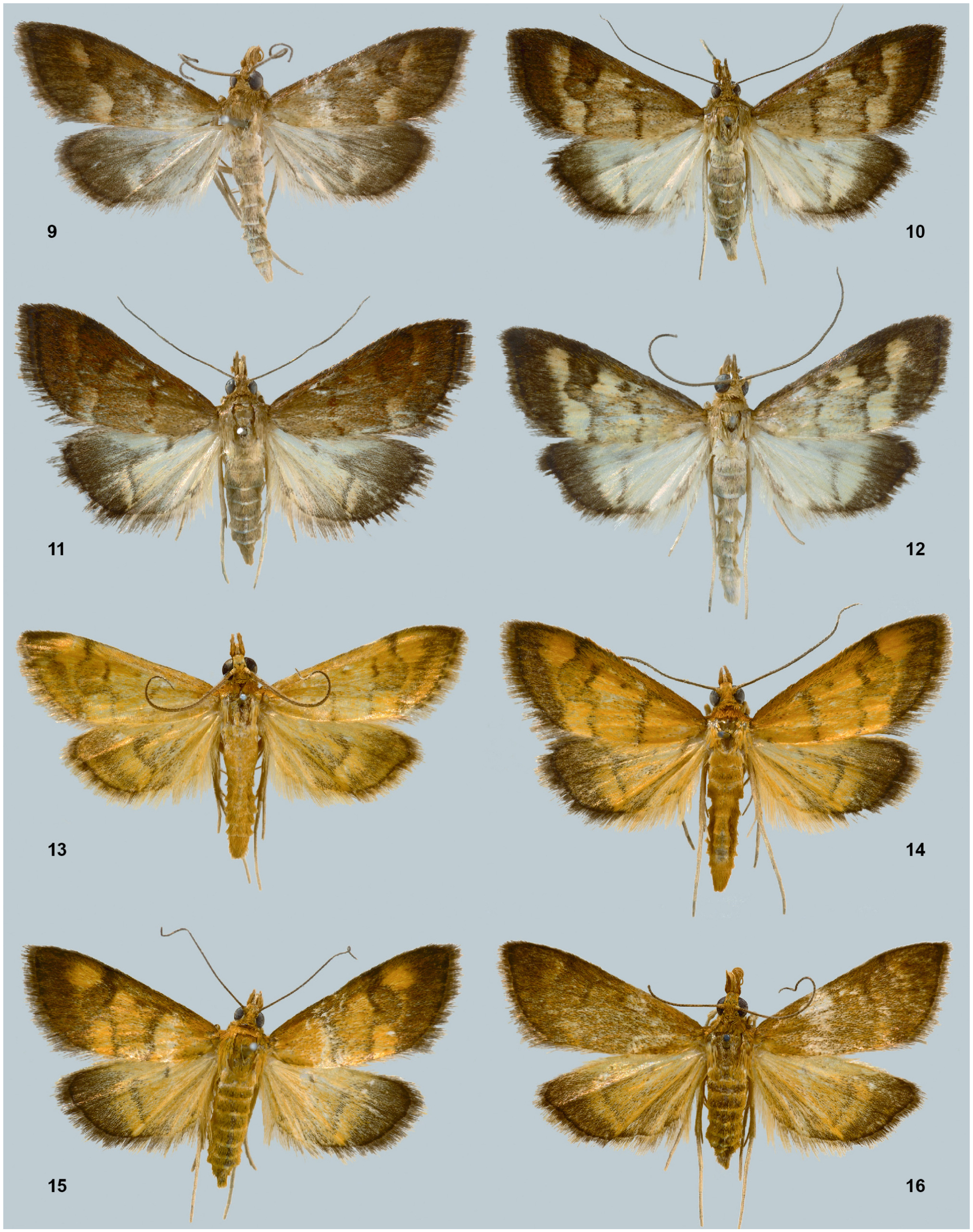 The Pyraustinae Lepidoptera Pyralidae S L Of The Galapagos Islands Ecuador