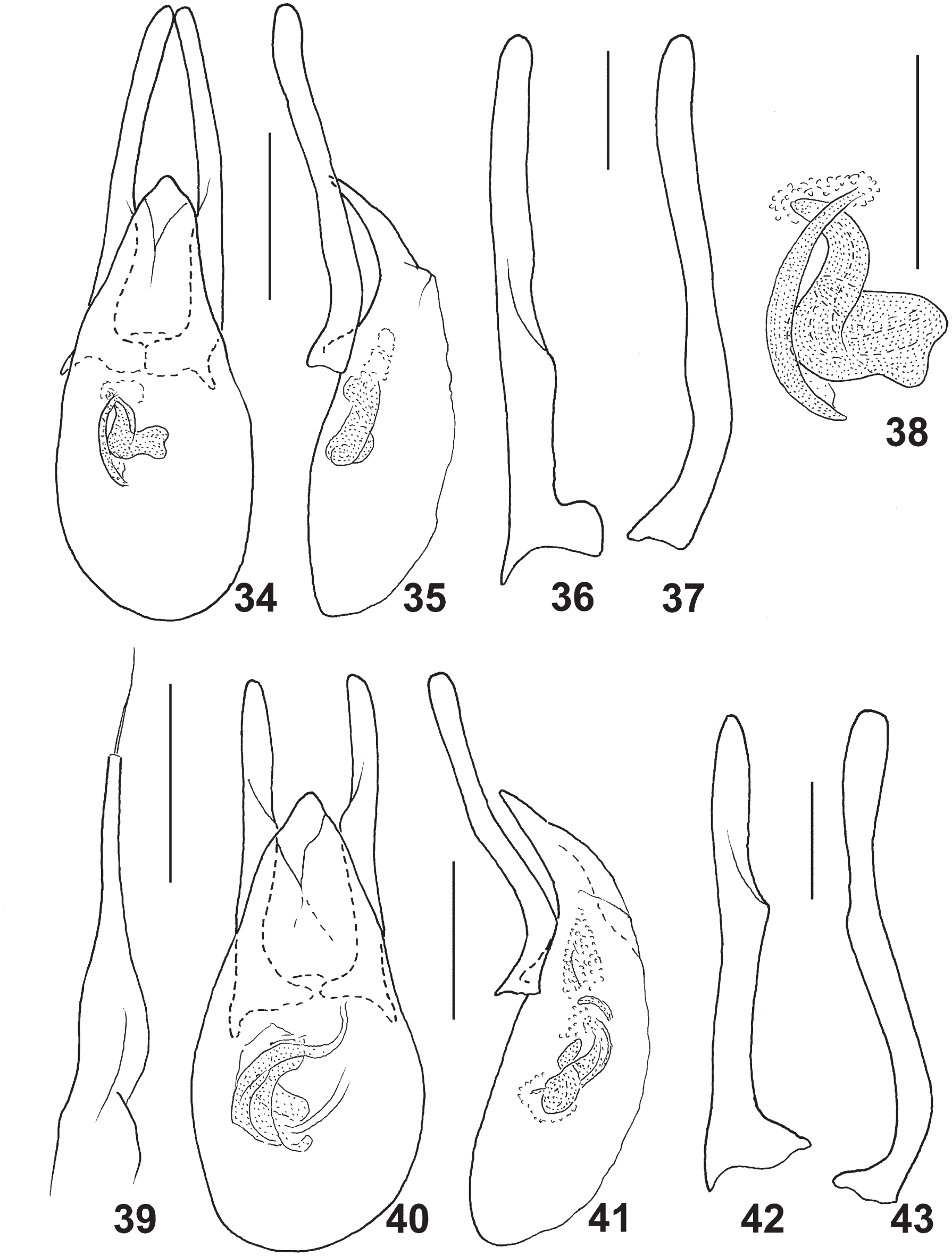 Aedeagus lateral view: 90, 92, 94, 96, 98, 100; parameres dorsal view