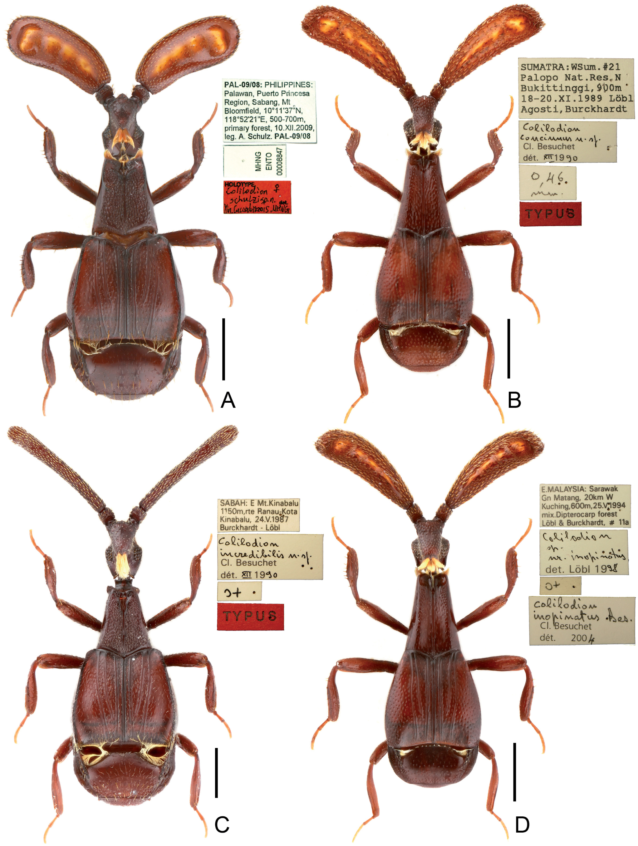 Colilodion schulzi sp. n. (Coleoptera: Staphylinidae: Pselaphinae) from ...