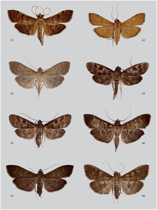 Taxonomic revision of the Spilomelinae (Lepidoptera, Pyralidae