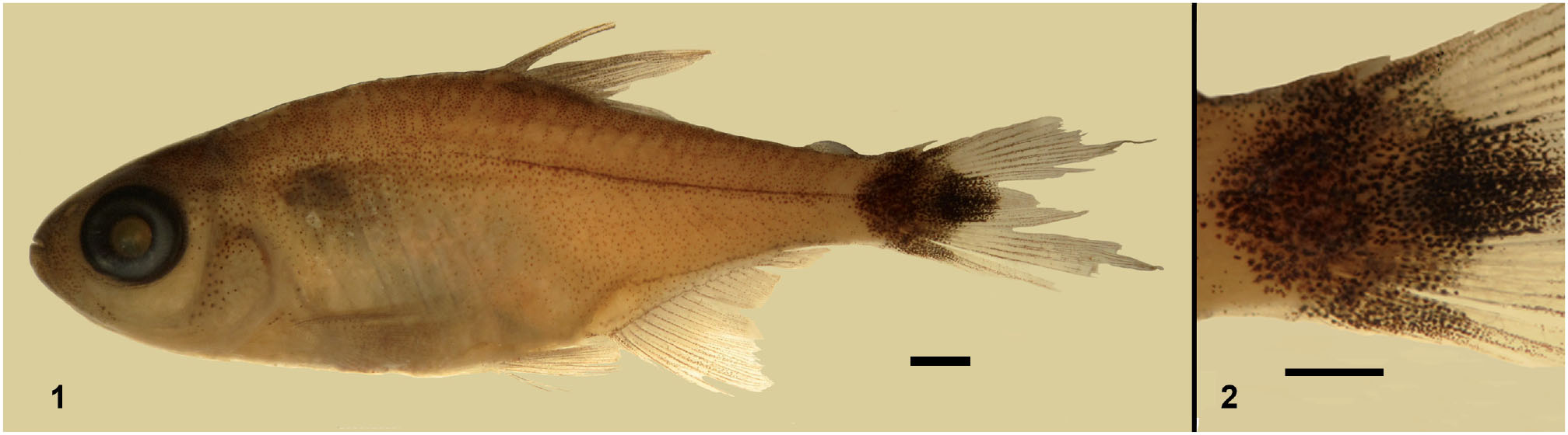 Tetractys naturae seu systema quadrimembre