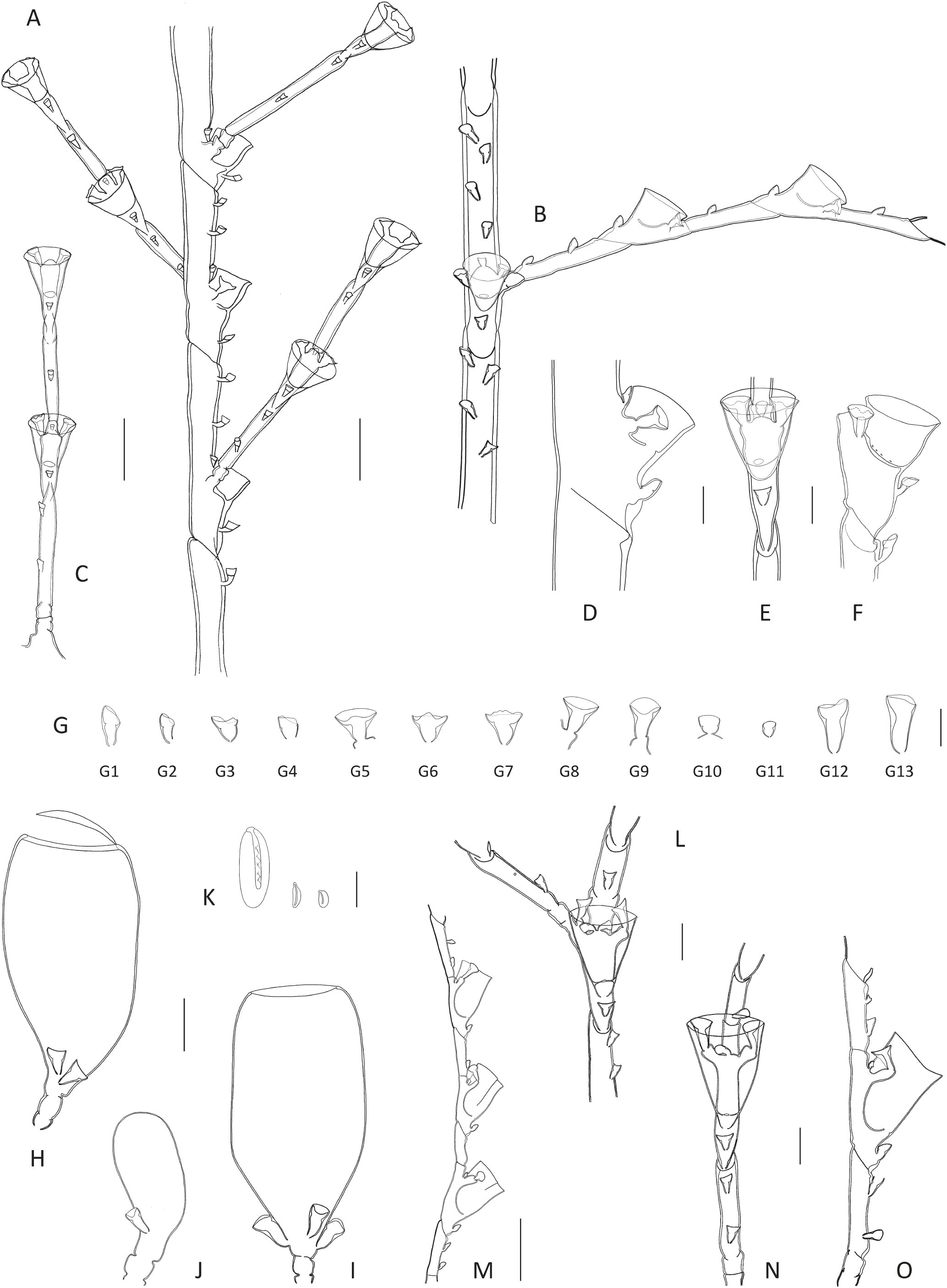 A Reassessment Of Halopteris Polymorpha Billard 1913 Cnidaria Hydrozoa With Descriptions Of Three New Species
