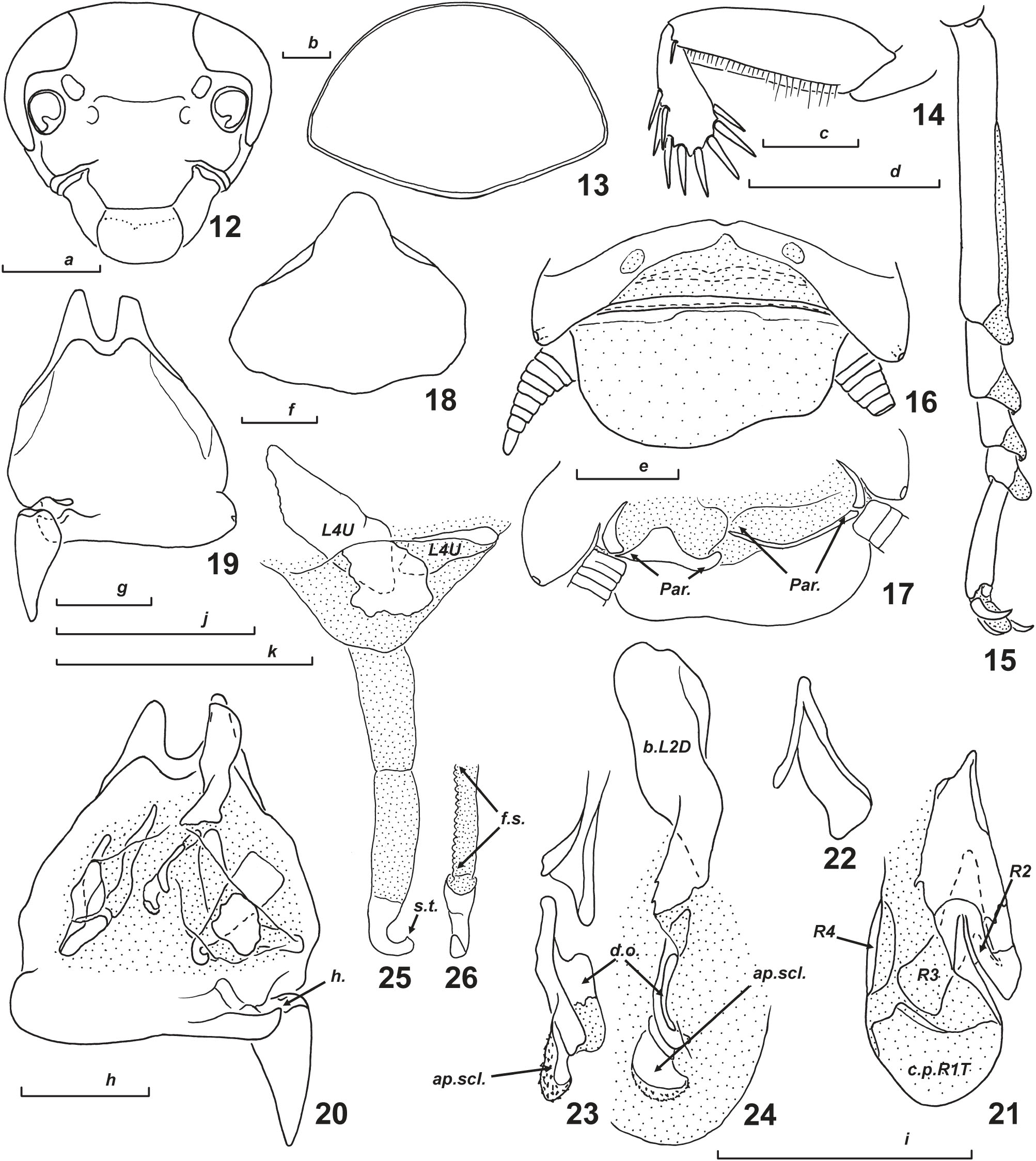 New Data On The Genus Pycnoscelus Scudder 1862 With The Description Of P Schwendingeri Sp Nov Blaberidae Pycnoscelinae