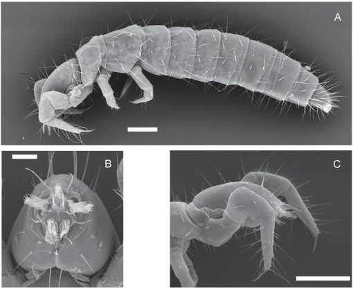 A Synopsis Of The Ecology Of Protura Arthropoda Hexapoda - roblox arthropoda characteristics