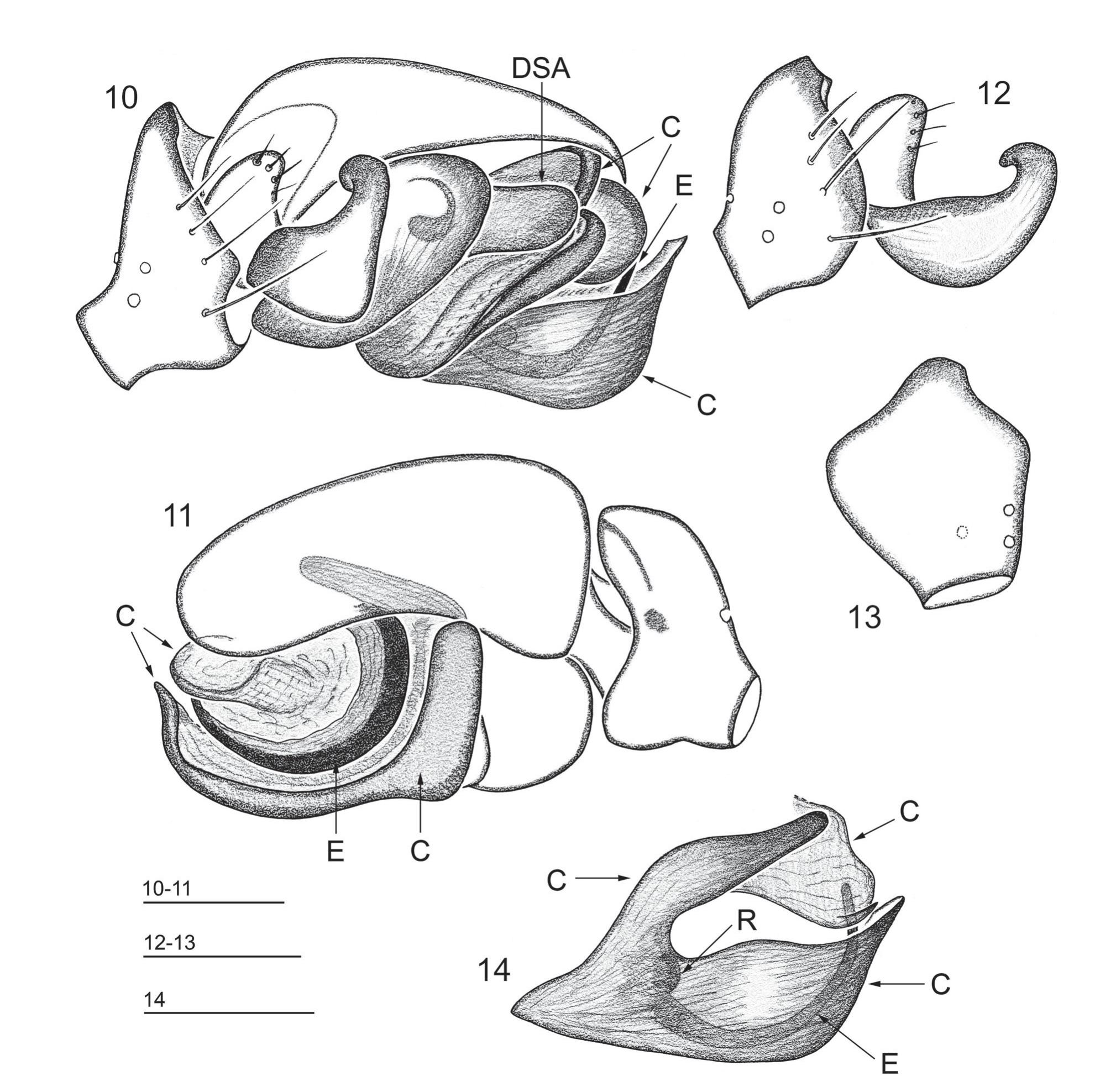 On Linyphiid Spiders From Java Indonesia With The Description Of Three New Genera And Four New Species Araneae Linyphiidae