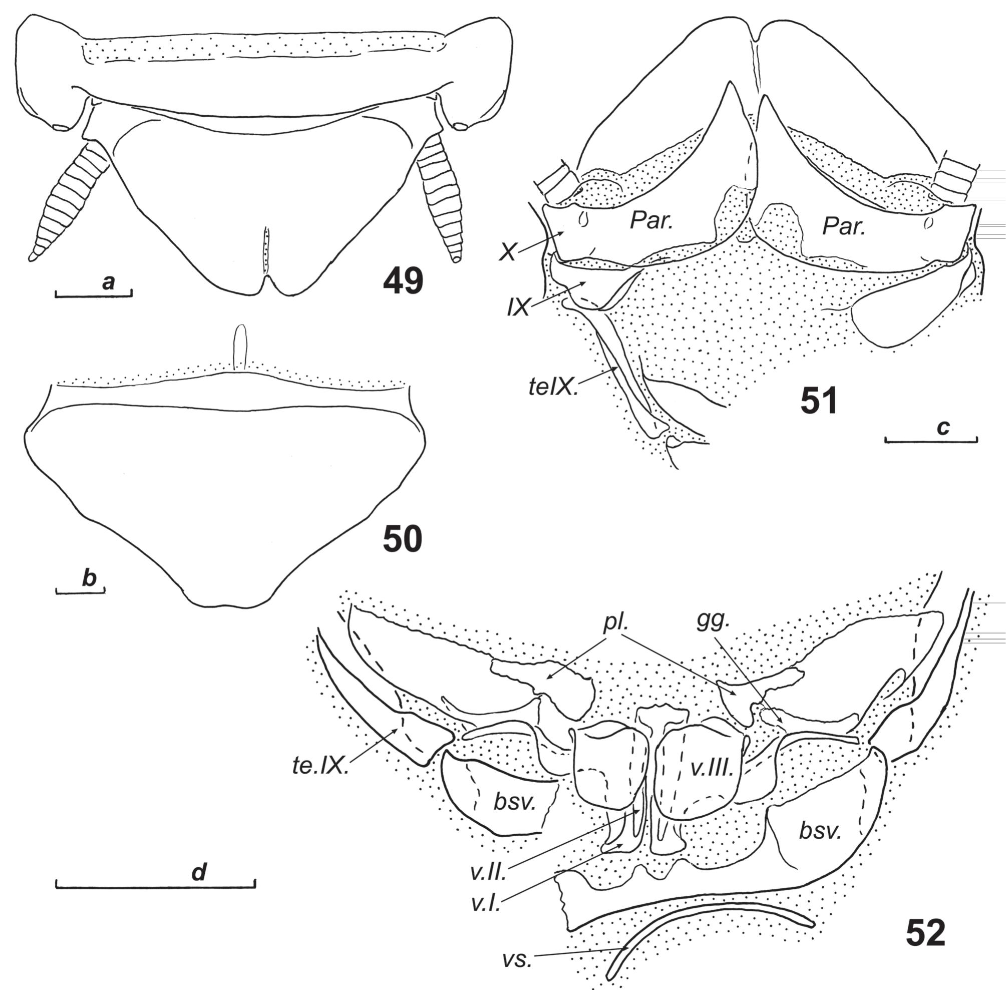 New And Little Known Epilamprinae Dictyoptera Blaberidae From The Collections Of The Museum D Histoire Naturelle De Geneve And The Zoological Institute Of Saint Petersburg Part 4