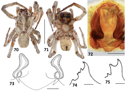 Wolf Spider  The International Association of Penturners