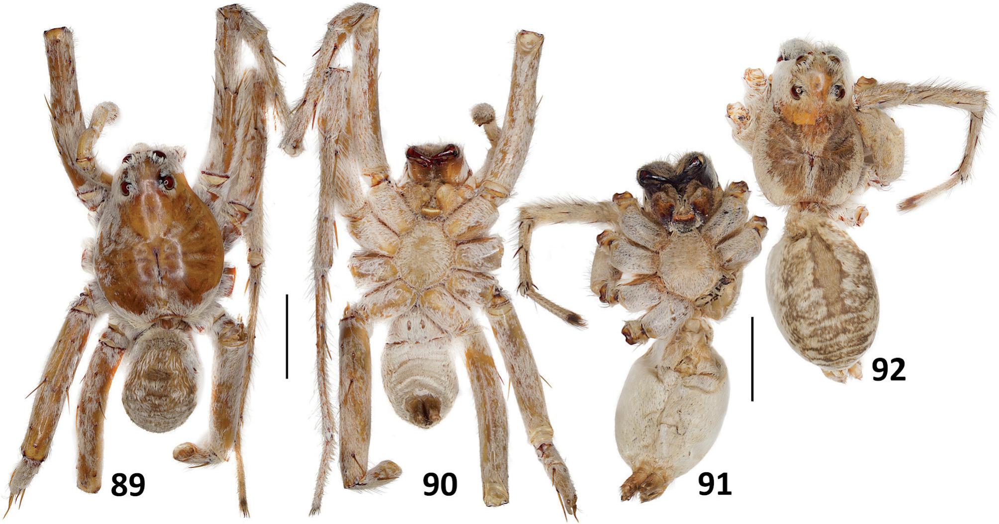 Full article: Three new species of the genus Speocera (Araneae