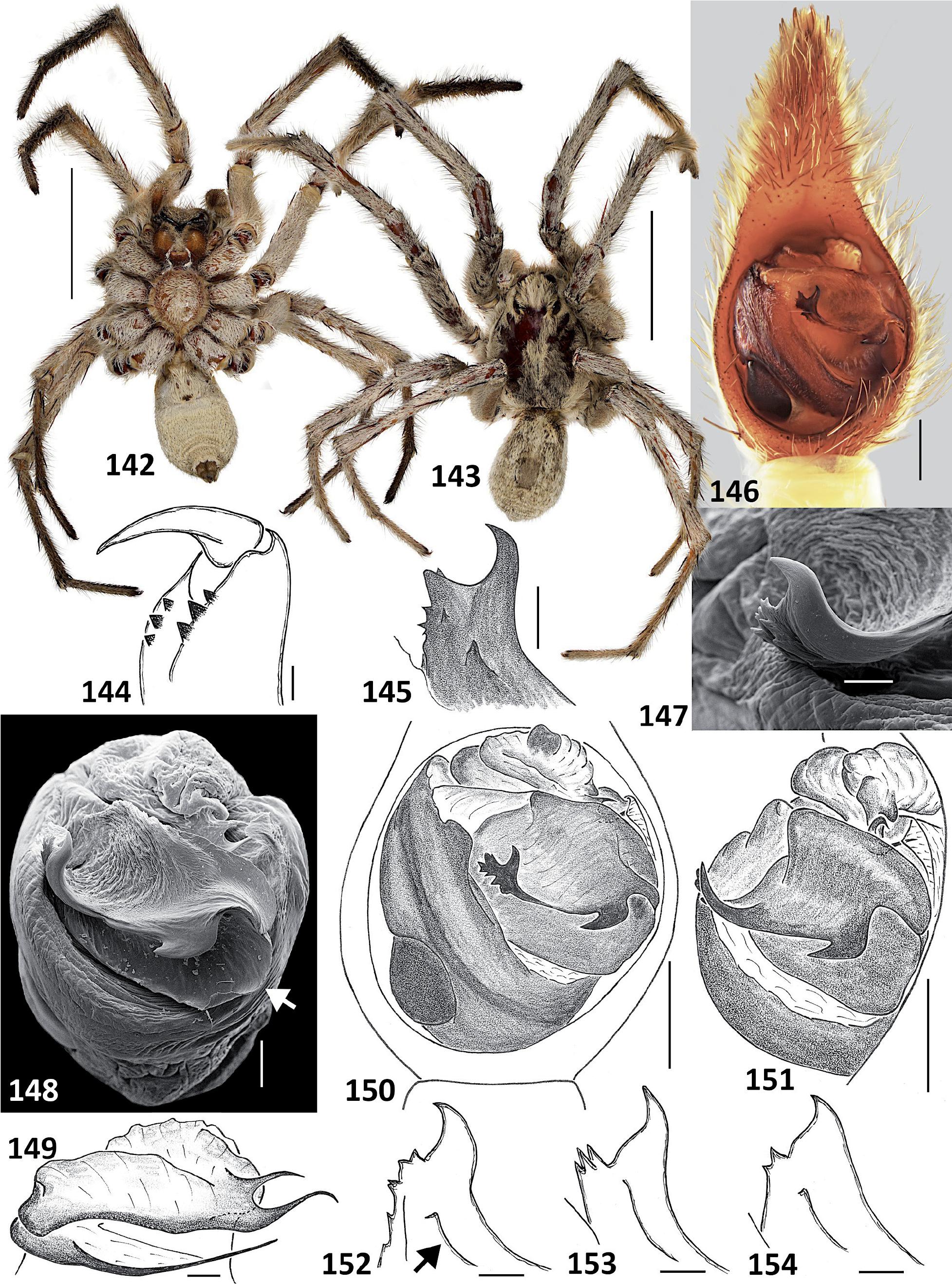 Wolf Spider  The International Association of Penturners